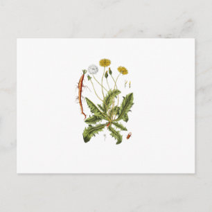 Cartão Postal Ilustração Vintage Dandelion