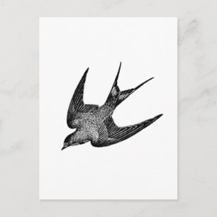 Cartão Postal Ilustração Vintage de Andorinha - Pássaro Antigo d