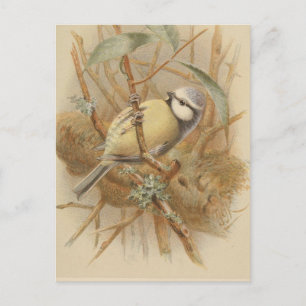 Cartão Postal Ilustração Vintage de Bluetit