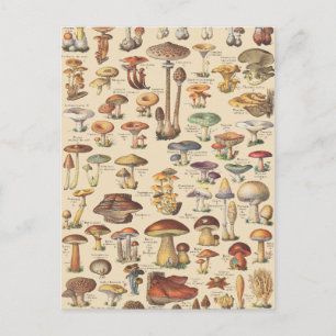 Cartão Postal Ilustração vintage de cogumelos