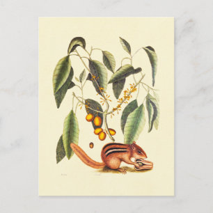 Cartão Postal Ilustração Vintage de Esquilo