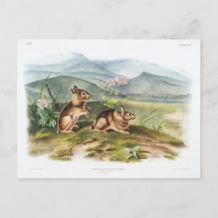 Cartão Postal Ilustração Vintage de Nuttall's Hare de Audubon