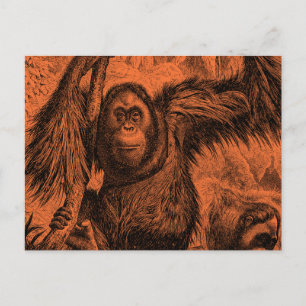 Cartão Postal Ilustração Vintage de Orangotango Laranja - Macaco