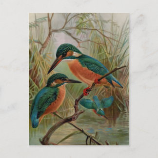 Cartão Postal Ilustração Vintage de Pássaro do Guarda-Rios Comum