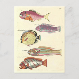Cartão Postal Ilustração Vintage de Peixes Coloridos