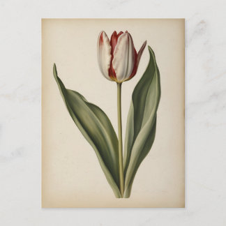 Cartão Postal Ilustração vintage de um tulipa