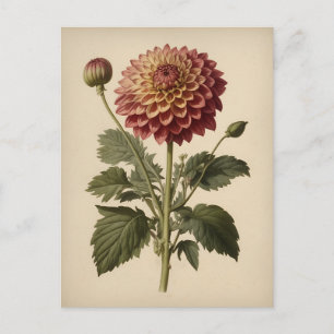 Cartão Postal Ilustração Vintage de uma Dahlia