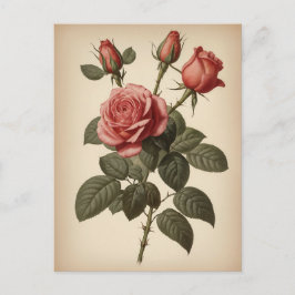 Cartão Postal Ilustração Vintage de uma Rosa