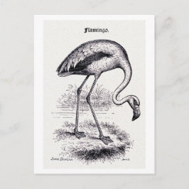Cartão Postal Ilustração Vintage "Flamingo"