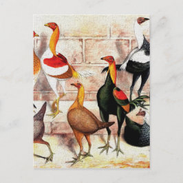 Cartão Postal Ilustração Vintage "Game Bantams"