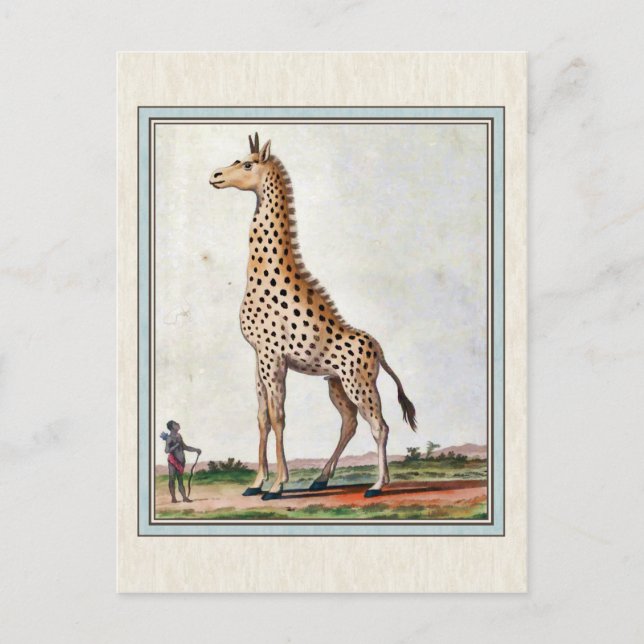 Cartão Postal Ilustração Vintage Giraffe (Frente)
