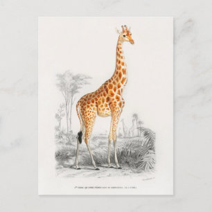 Cartão Postal Ilustração Vintage Giraffe