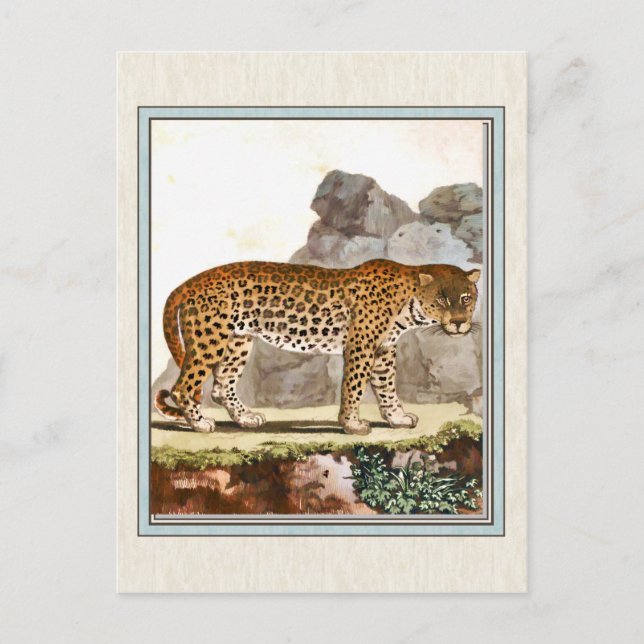 Cartão Postal Ilustração Vintage Leopard (Frente)