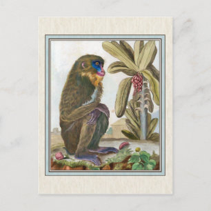 Cartão Postal Ilustração Vintage Mandrill