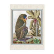 Ilustração Vintage Mandrill
