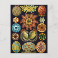 Ilustração Vintage Marine Life