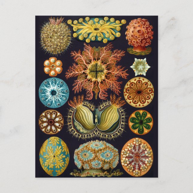 Cartão Postal Ilustração Vintage Marine Life (Frente)