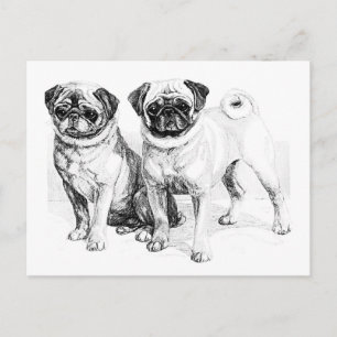 Cartão Postal Ilustração Vintage Pug