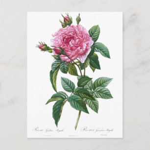 Cartão Postal Ilustração Vintage Rosa