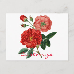 Cartão Postal Ilustração Vintage Rosa Vermelha Thunder_Cove
