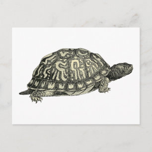Cartão Postal Ilustração Vintage Tortoise