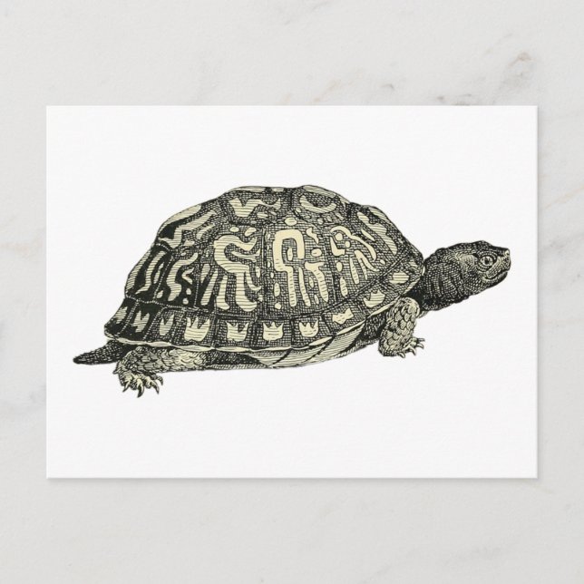 Cartão Postal Ilustração Vintage Tortoise (Frente)