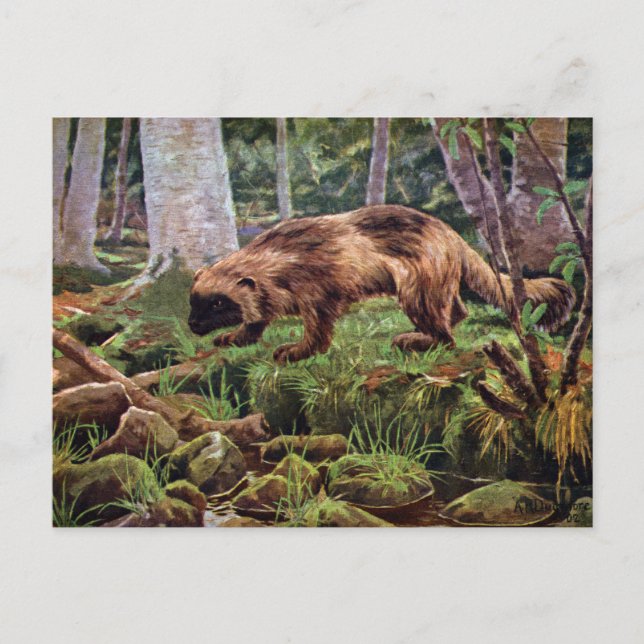 Cartão Postal Ilustração Vintage Wolverine (Frente)