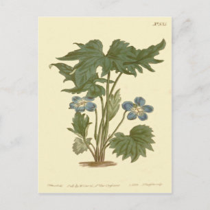 Cartão Postal Ilustração Violeta Azul Palmada