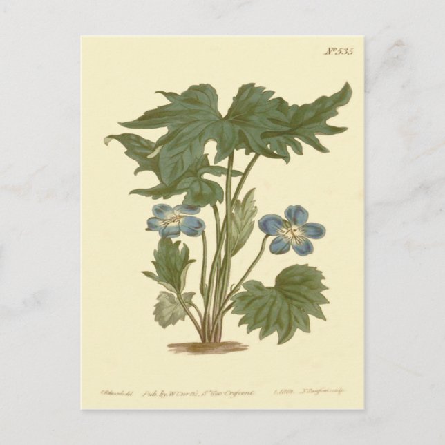 Cartão Postal Ilustração Violeta Azul Palmada (Frente)