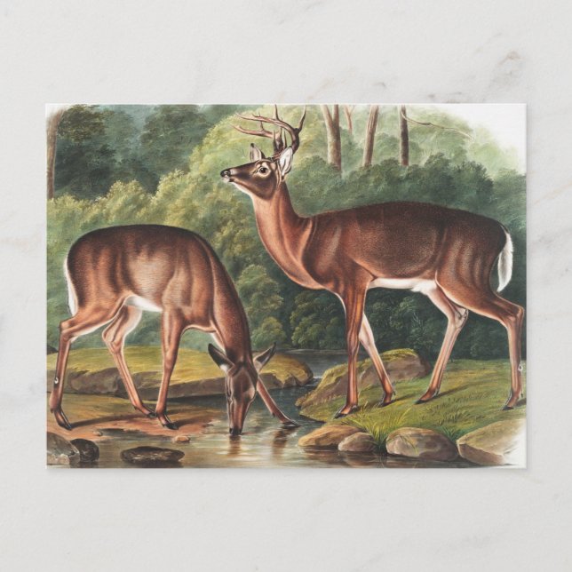 Cartão Postal Ilustração Virginiana Deer (Cervus Virginianus) (Frente)