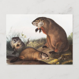 Cartão Postal Ilustração Woodchuck (Arctomys monax)