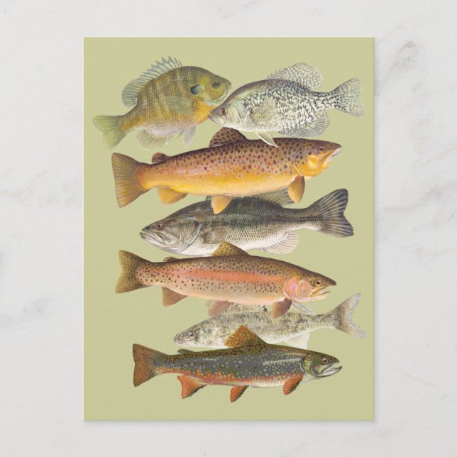 Cartão Postal ilustrações da colheita de peixes águas frescas (Frente)