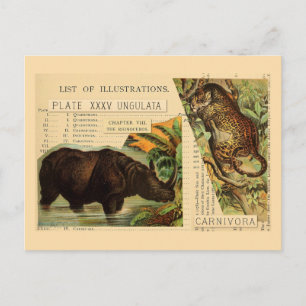 Cartão Postal Ilustrações de Animais Rinoceronte Jaguar
