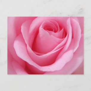 Cartão Postal Imagem aproximada de flor de rosa rosa