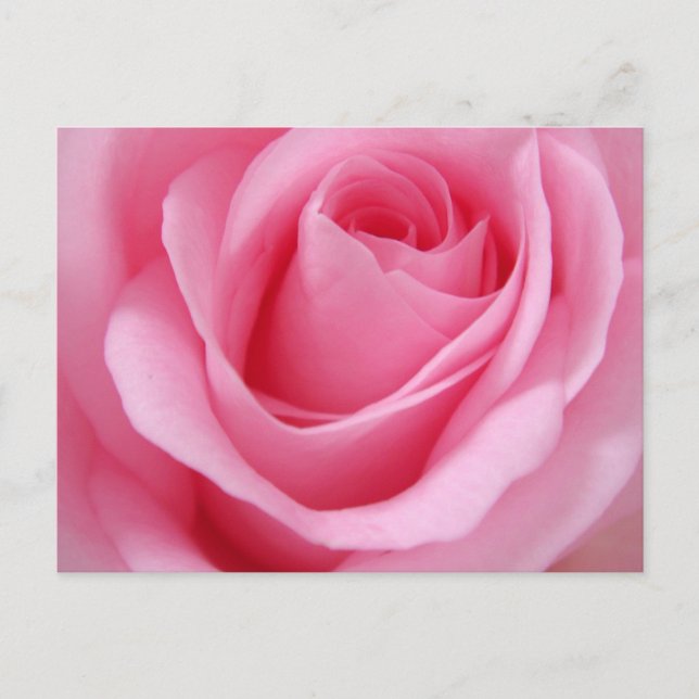 Cartão Postal Imagem aproximada de flor de rosa rosa (Frente)
