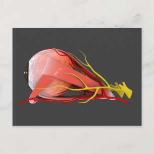 Cartão Postal Imagem Conceitual Da Anatomia Do Olho Humano 4