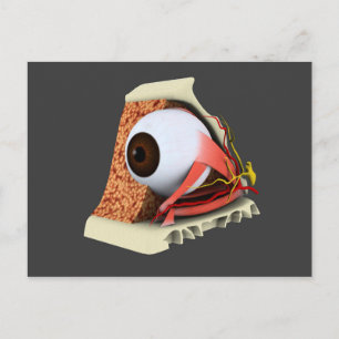 Cartão Postal Imagem Conceitual Da Anatomia Ocular Humana 1
