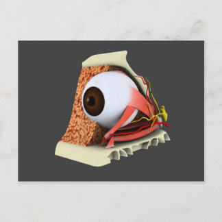Cartão Postal Imagem Conceitual Da Anatomia Ocular Humana 1