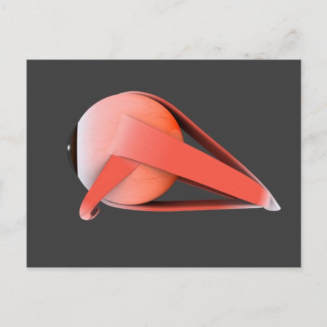 Cartão Postal Imagem Conceitual Da Anatomia Ocular Humana 7 (Frente)