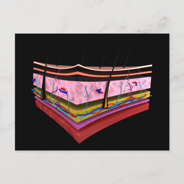 Cartão Postal Imagem Conceitual das Camadas da Pele Humana 1 (Frente)