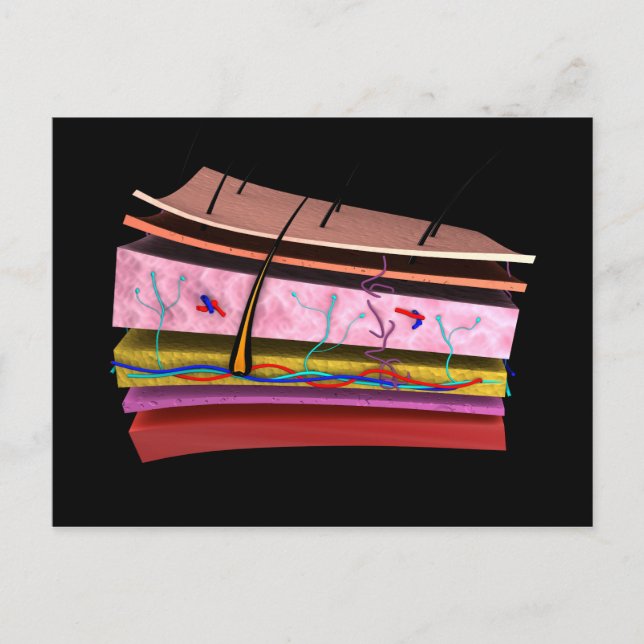 Cartão Postal Imagem Conceitual Das Camadas Da Pele Humana 2 (Frente)