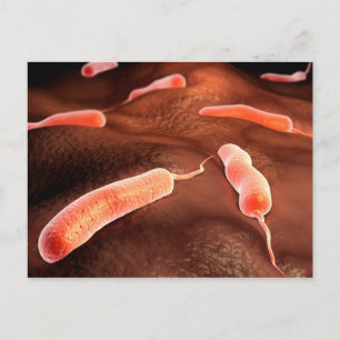 Cartão Postal Imagem Conceitual De Vibrio Cholerae 1