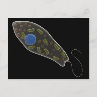 Cartão Postal Imagem Conceitual Do Euglena 1