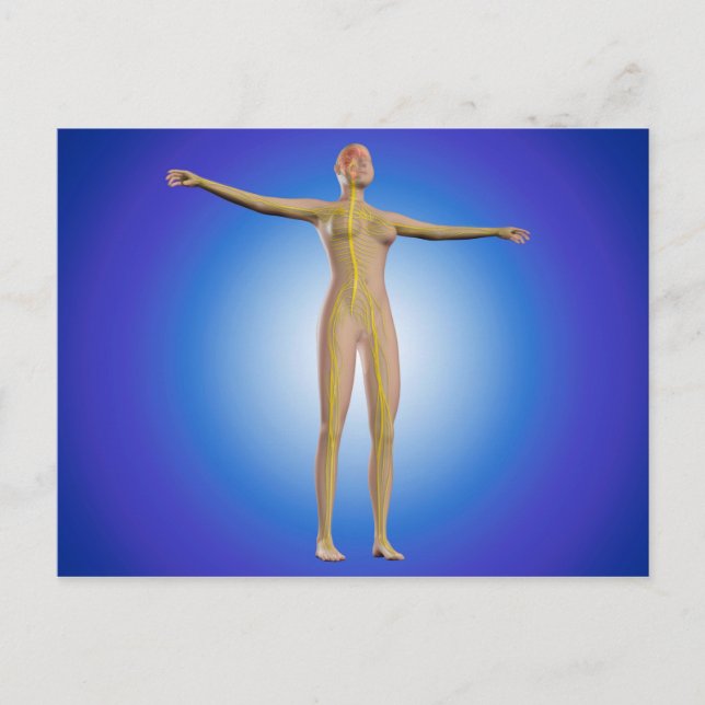 Cartão Postal Imagem Conceitual Do Sistema Nervoso Feminino (Frente)