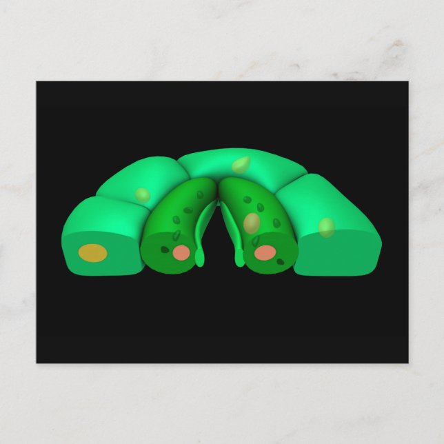 Cartão Postal Imagem Conceitual Do Stomata 2 (Frente)