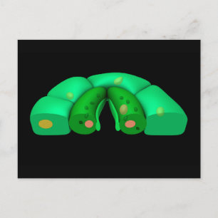 Cartão Postal Imagem Conceitual Do Stomata 2