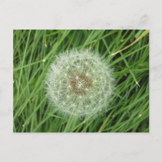 Cartão postal - imagem da natureza (Frente)