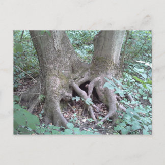 Cartão postal - imagem da natureza