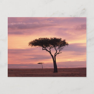 Cartão Postal Imagem da silhueta da árvore acácia ao nascer do s