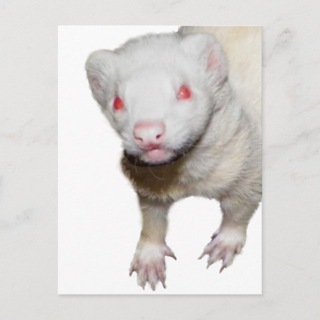 Cartão Postal Imagem de Albino Ferret (Frente)